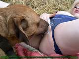 Animal Sex Webcam Live porno bandante chien lÃ©cher un Wet Amateur rasÃ©