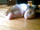 Hamster porno Porn Teen