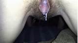 PET de chatte