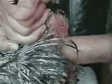 Poulet Animal Sex baise