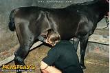 Gay zoophilie Horsesex