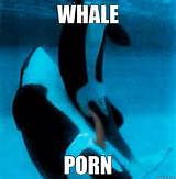 Baleine Misc PORN Quickmeme